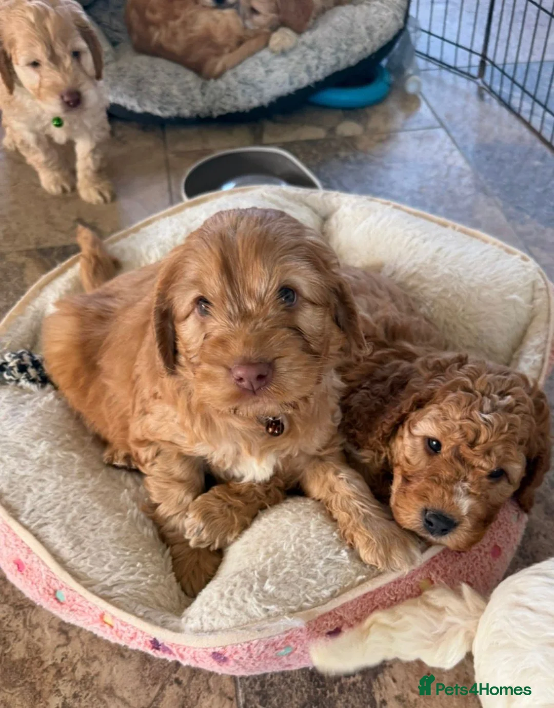 Cockapoo dogs for sale: Stunning COCKAPOO F1b - Advert 1