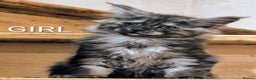 Maine Coon cats for sale: Gorgeous Registered Maine Coon Kittens - Advert 5