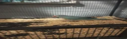 Ringnecks birds for sale: Blue ring neck for sale  in Bridgend - Advert 3