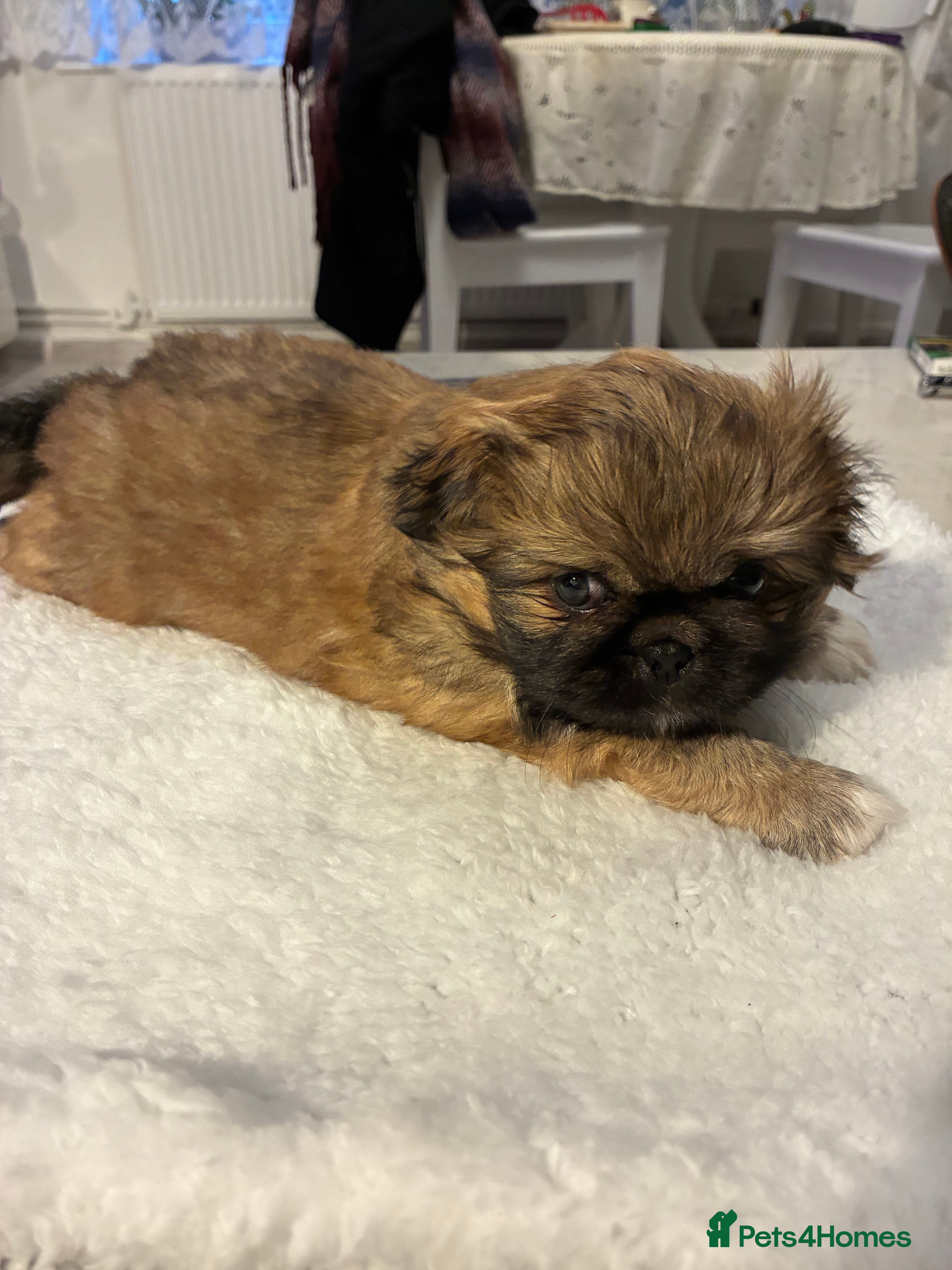 Pekingese dogs Pekingese puppies - Advert 1