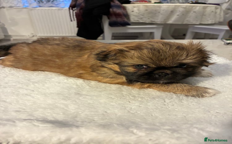 Pekingese dogs Pekingese puppies - Advert 14