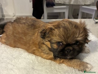 Pekingese dogs Pekingese puppies - Advert 3