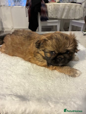 Pekingese dogs Pekingese puppies - Advert 1