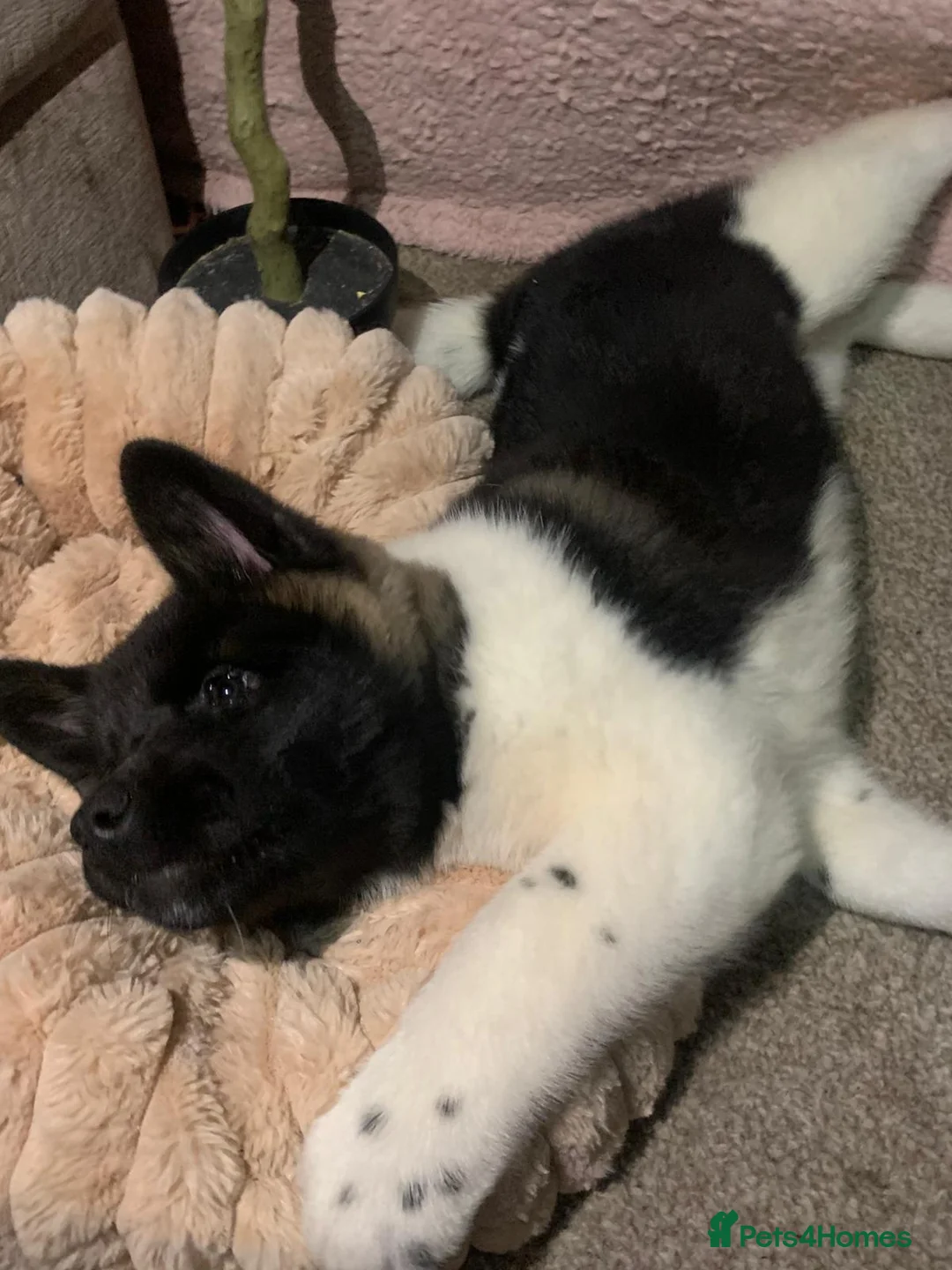 Akita dogs for sale: CHAMPION SHOW potential KC REG AKITA PUPPIES   - Advert 3