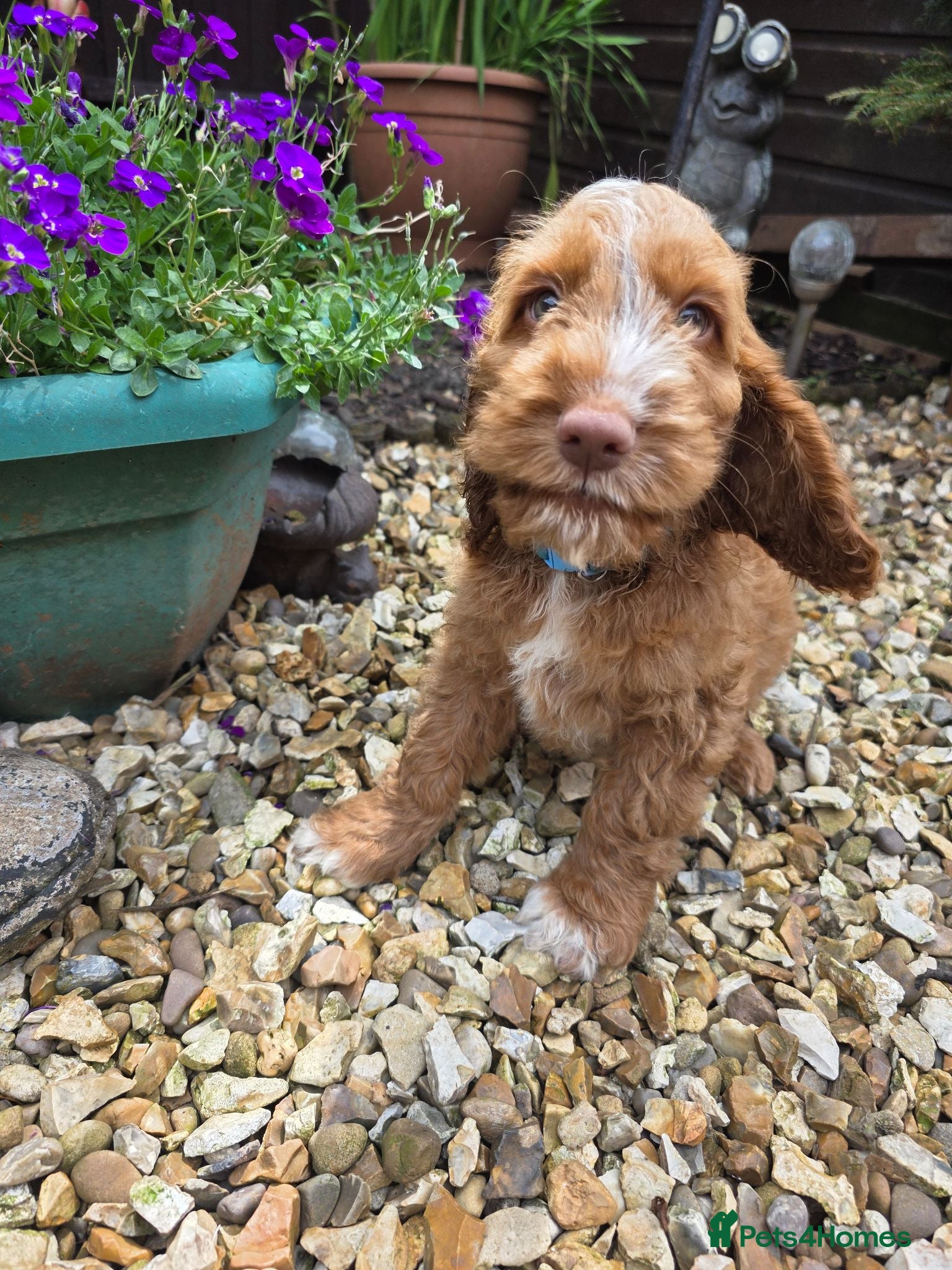 Cockapoo dogs Stunning cockapoo puppies  - Advert 12