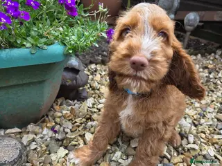 Cockapoo dogs Stunning cockapoo puppies - Advert 12