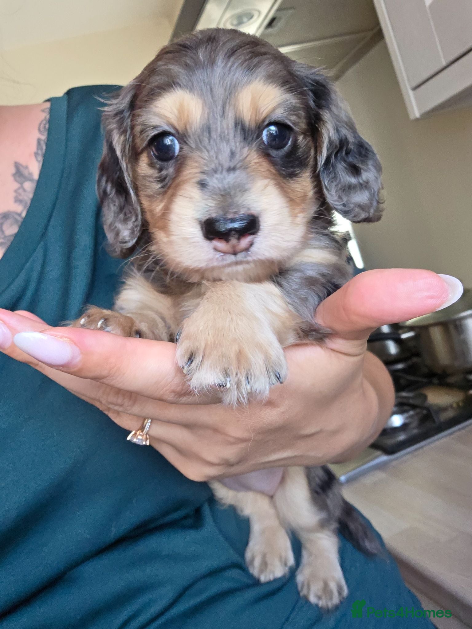 Miniature Dachshund dogs Kc Miniature Dachshund - Advert 17