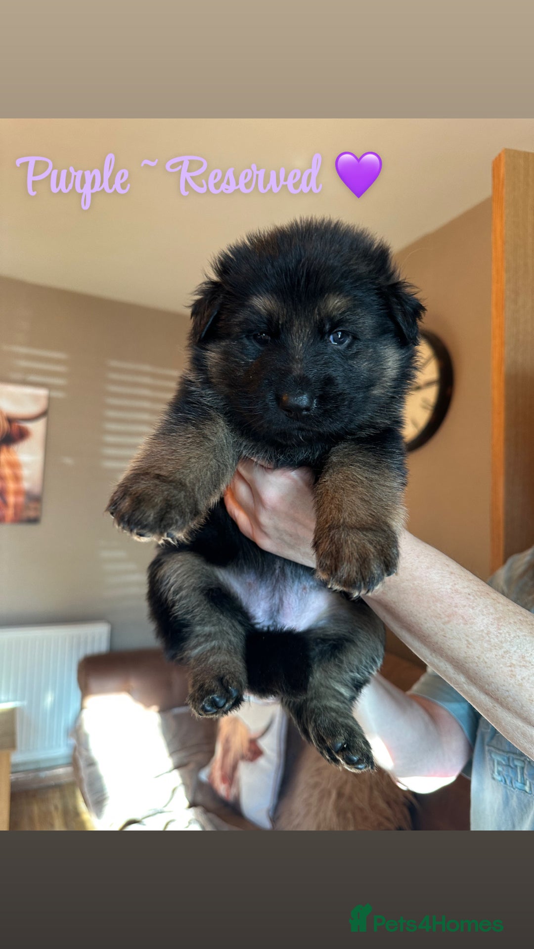 German Shepherd dogs for sale: Pedigree German Shepherd Puppies - Advert 3