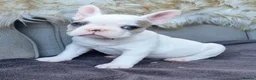 French Bulldog dogs for sale: Blue eyed White French Bulldogs - Advert 3