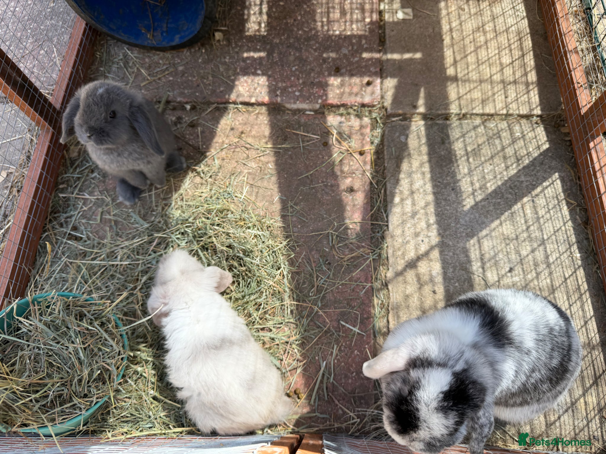 Mini Lop rabbits Mini Lop buck READY NOW  - Advert 2