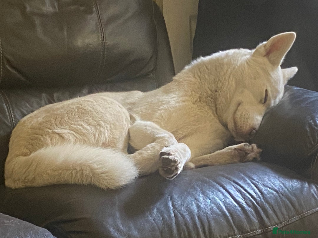 Siberian Husky dogs for sale: Husky Female - Advert 6