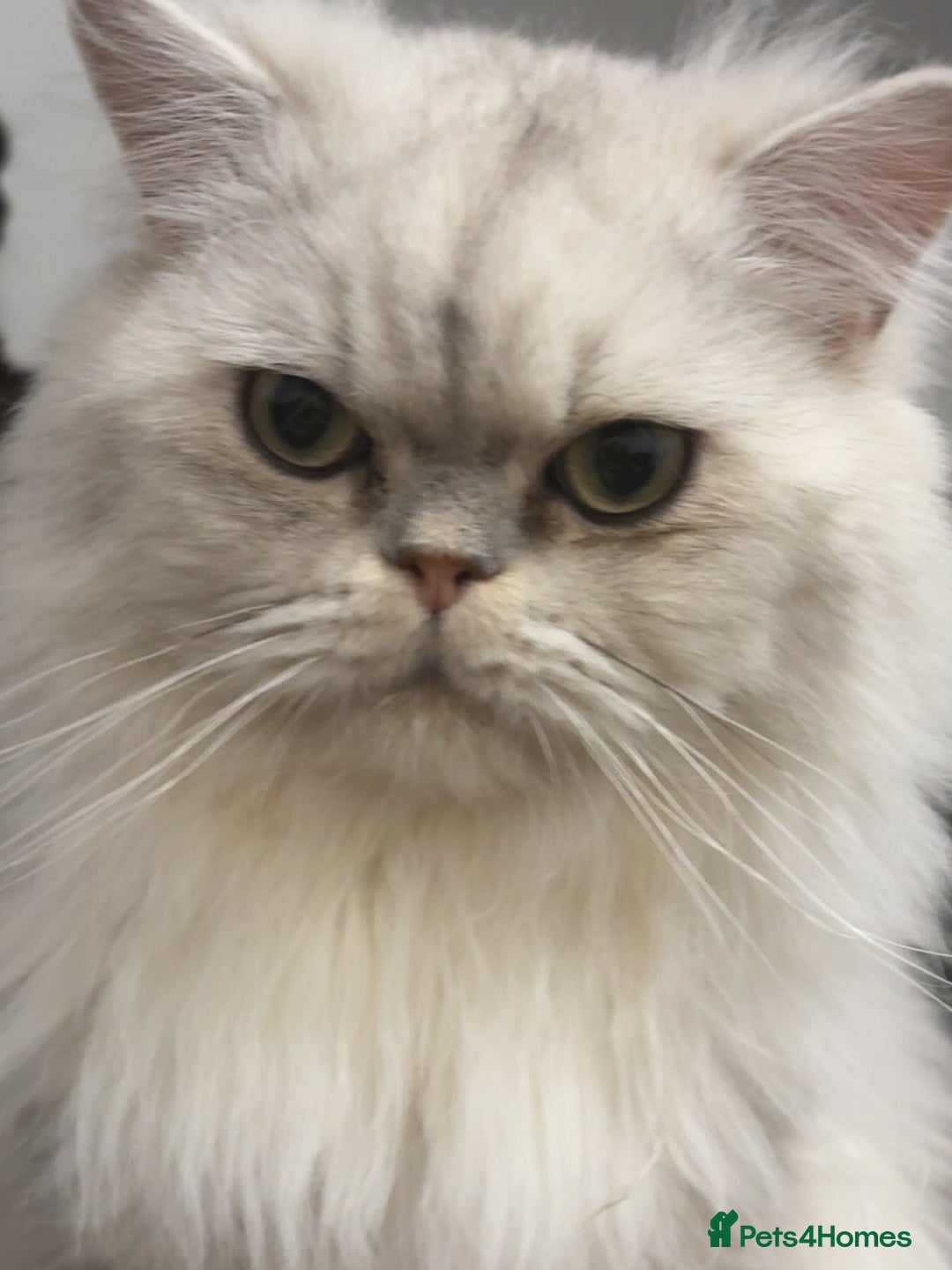 Persian cats for sale: Beautiful Persian Kittens - Image 5