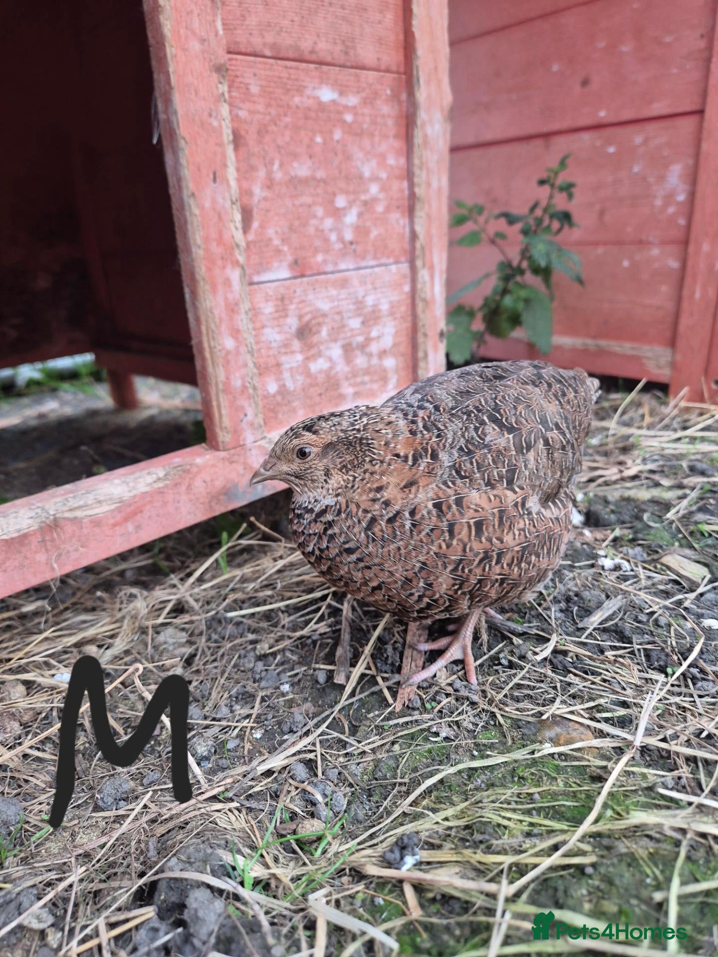 Quail poultry Mixed variety Coturnix Quail - Advert 2