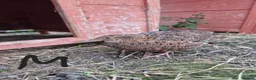 Quail poultry for sale: Mixed variety Coturnix Quail - Advert 2