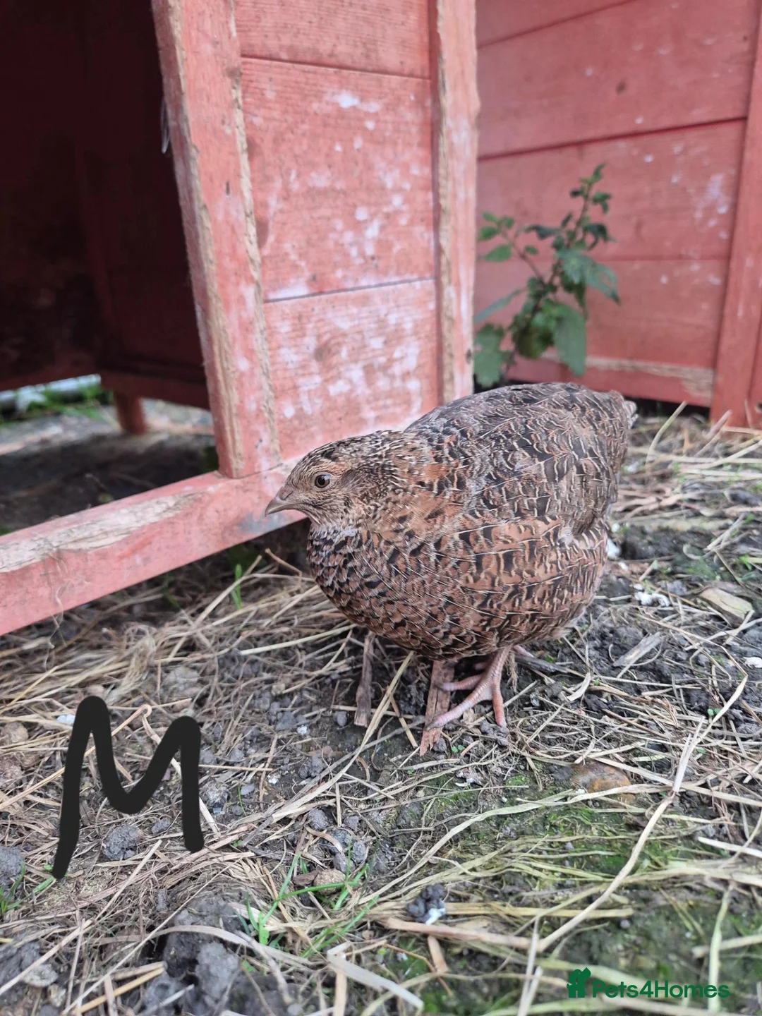 Quail poultry for sale: Mixed variety Coturnix Quail - Advert 2