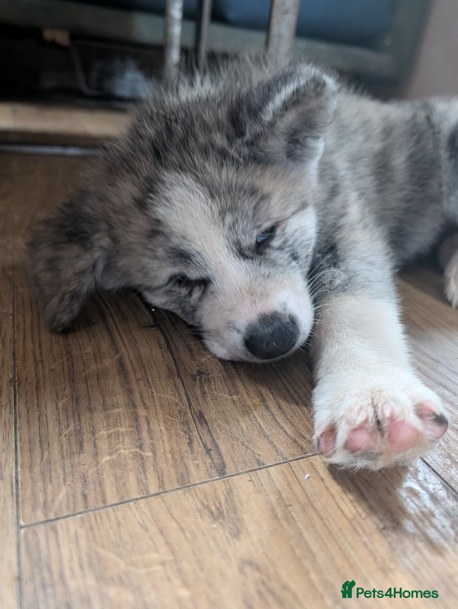 Japanese Akita Inu dogs Akita puppies pedigree for forever loving homes - Advert 2