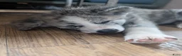 Japanese Akita Inu dogs for sale: Akita puppies pedigree for forever loving homes - Advert 2