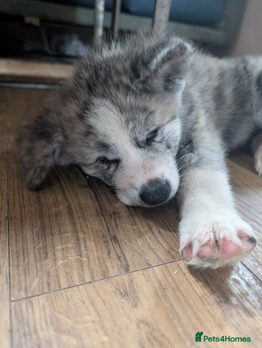 Japanese Akita Inu dogs for sale: Akita puppies pedigree for forever loving homes - Advert 2