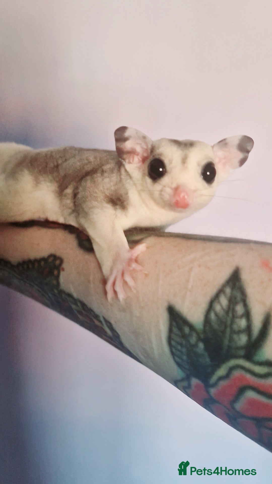 Sugar Glider rodents for sale: Mosaic Joey and his Mum £500 ONO - Image 2