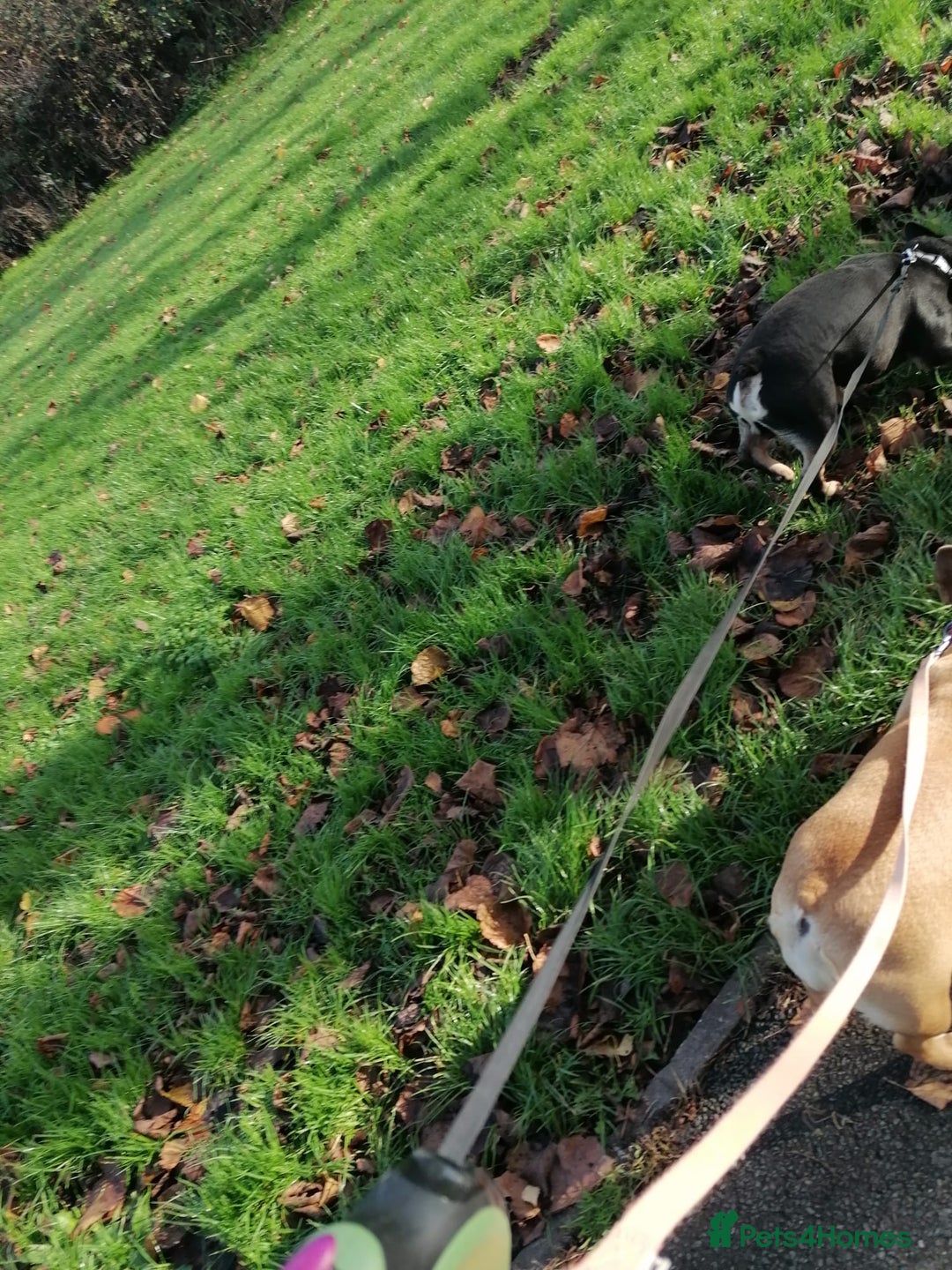 French Bulldog dogs for adoption: ❤️DORIS-LITTLE FRENCHIE GIRL WITH BIG PERSONALITY - Advert 9