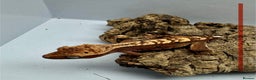 Gecko reptiles for sale: Baby Crested Geckos for Sale – Multiple Morphs  - Advert 4