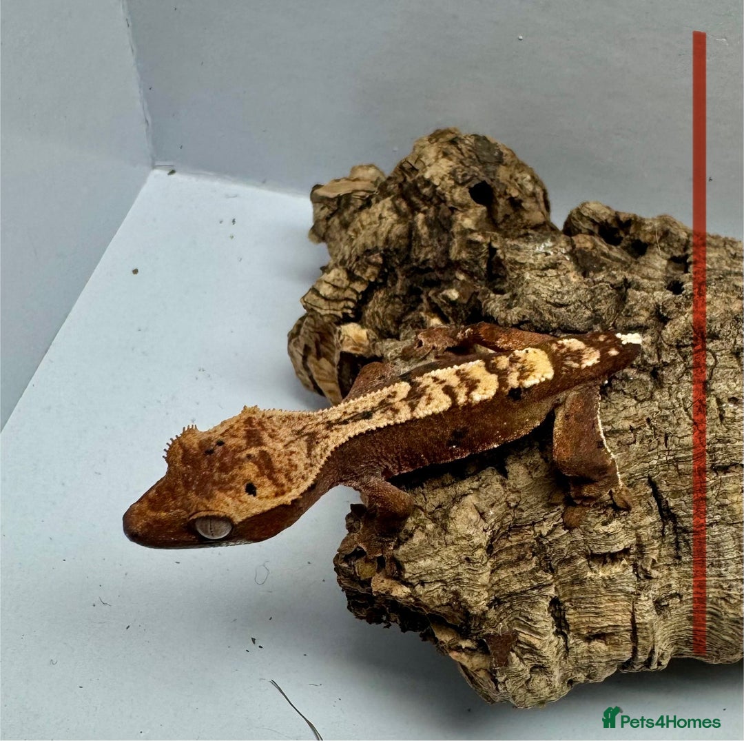 Gecko reptiles for sale: Baby Crested Geckos for Sale – Multiple Morphs  - Advert 4