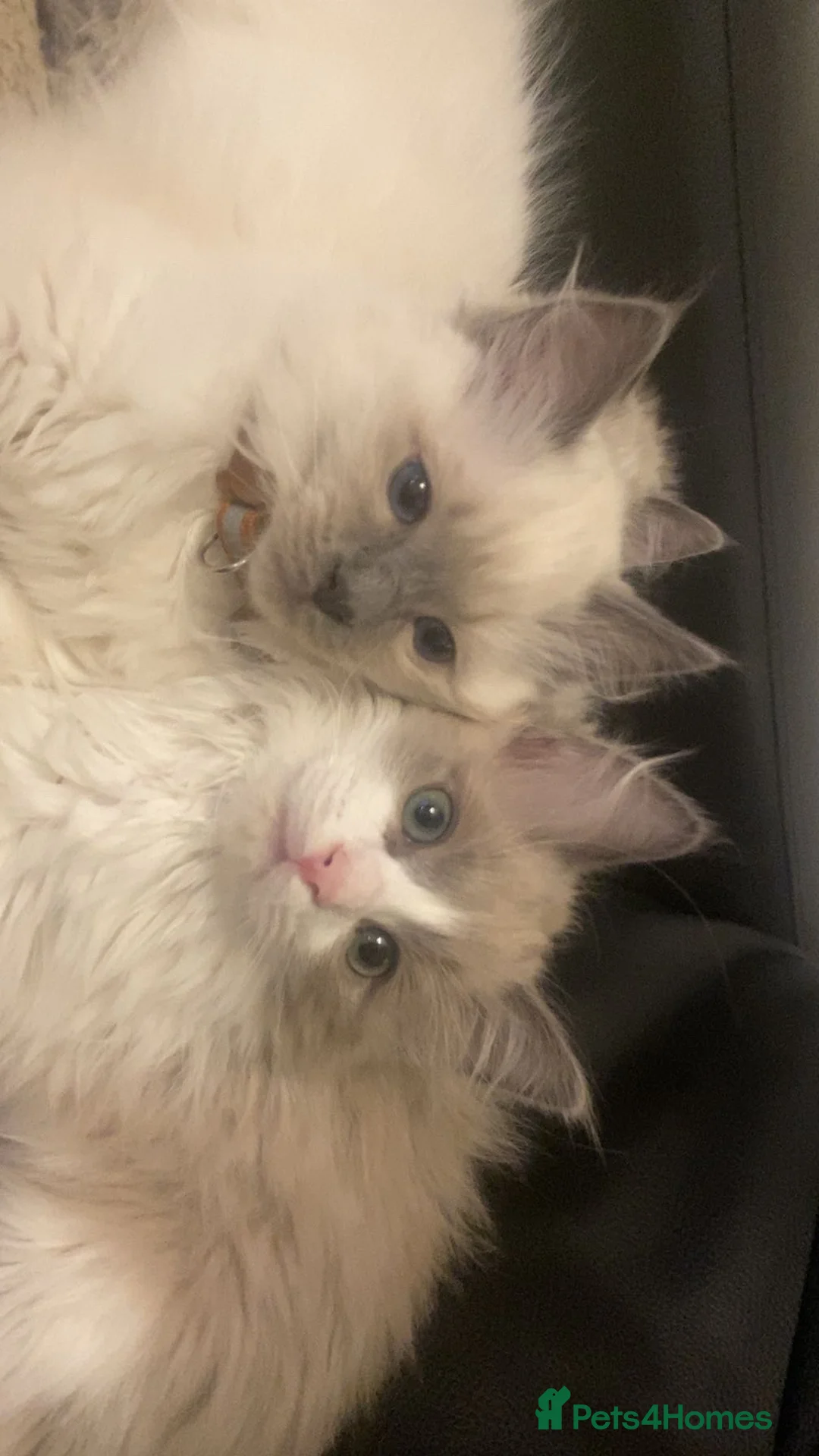 Ragdoll cats for sale: Six Ragdoll Kittens For Sale  - Advert 4