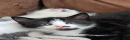 Mixed Breed cats for sale: Well-Socialised & Snuggly Kittens - Advert 12
