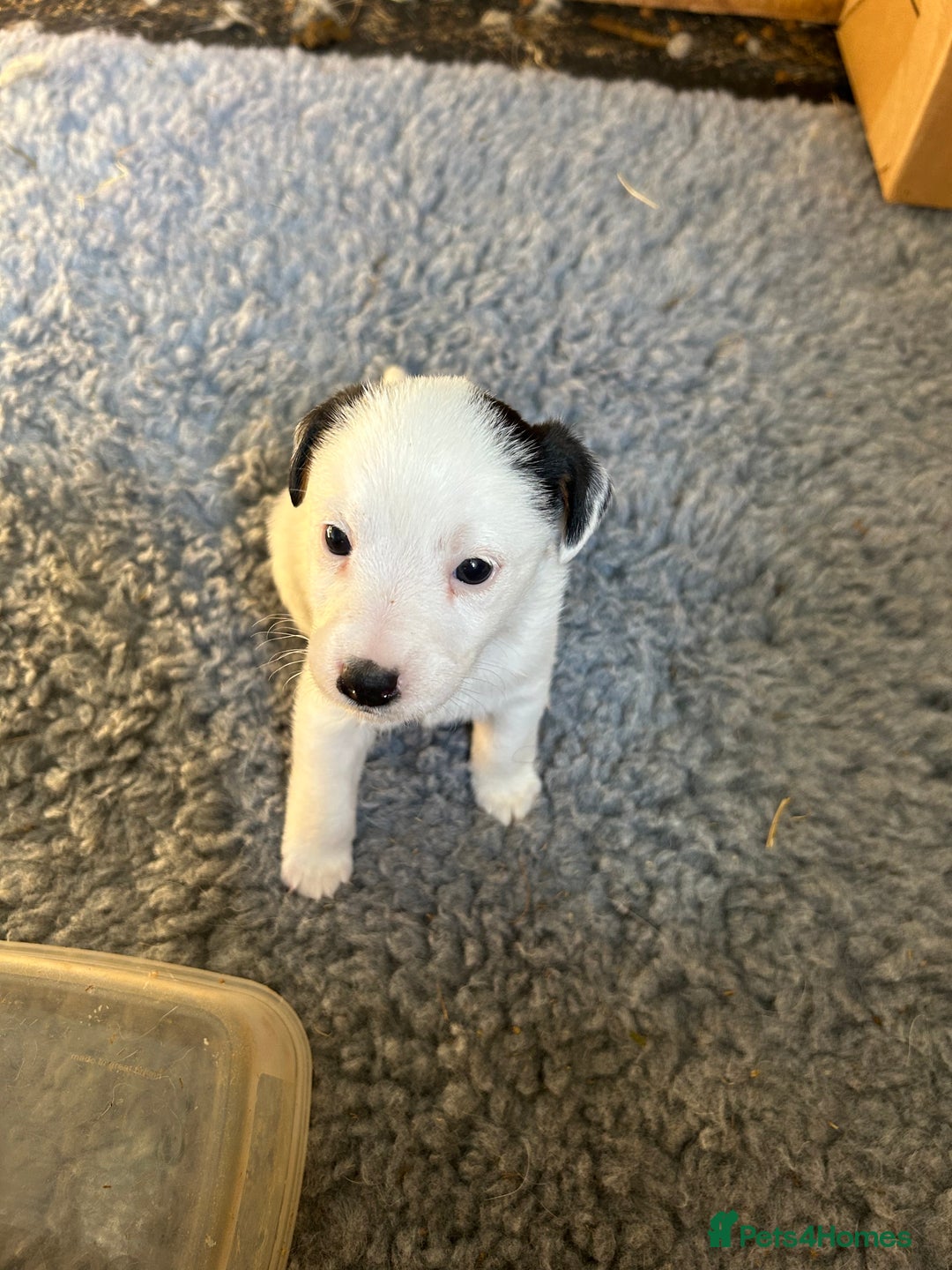 Mixed Breed dogs for sale: Gorgeous ParsonsXJack Russel puppies  - Image 5