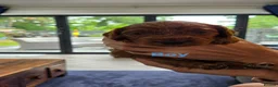 Cavapoo dogs for sale: F1B FOX RED CAVAPOO  in Ormskirk - Advert 5