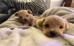 Maltipoo dogs for sale: Maltipoo  - Image 15