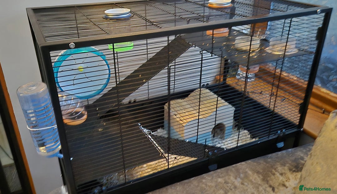 Rat rodents for sale: 2 males rats and set up  - Advert 6