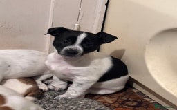 Jack Russell dogs for sale: ONLY 4 BEAUTIFUL BOYS LEFT- SMALL JACK RUSSELS - Advert 2