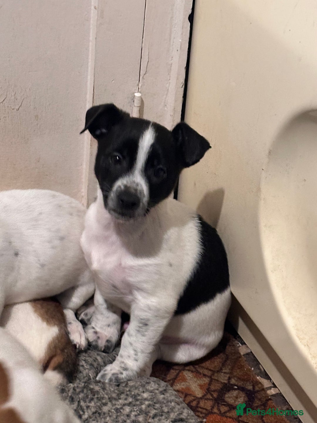 Jack Russell dogs for sale: ONLY 4 BEAUTIFUL BOYS LEFT- SMALL JACK RUSSELS - Advert 2