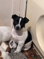 Jack Russell dogs ONLY 4 BEAUTIFUL BOYS LEFT- SMALL JACK RUSSELS - Advert 3