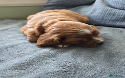 Cavapoo dogs for sale: Gorgeous Cavapoo puppies looking for forever home - Image 5