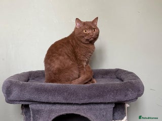 British Shorthair cats - Advert 15