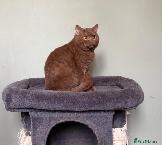 British Shorthair cats - Advert 6