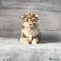 Chow Chow dogs - Advert 7