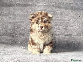 Chow Chow dogs - Advert 2