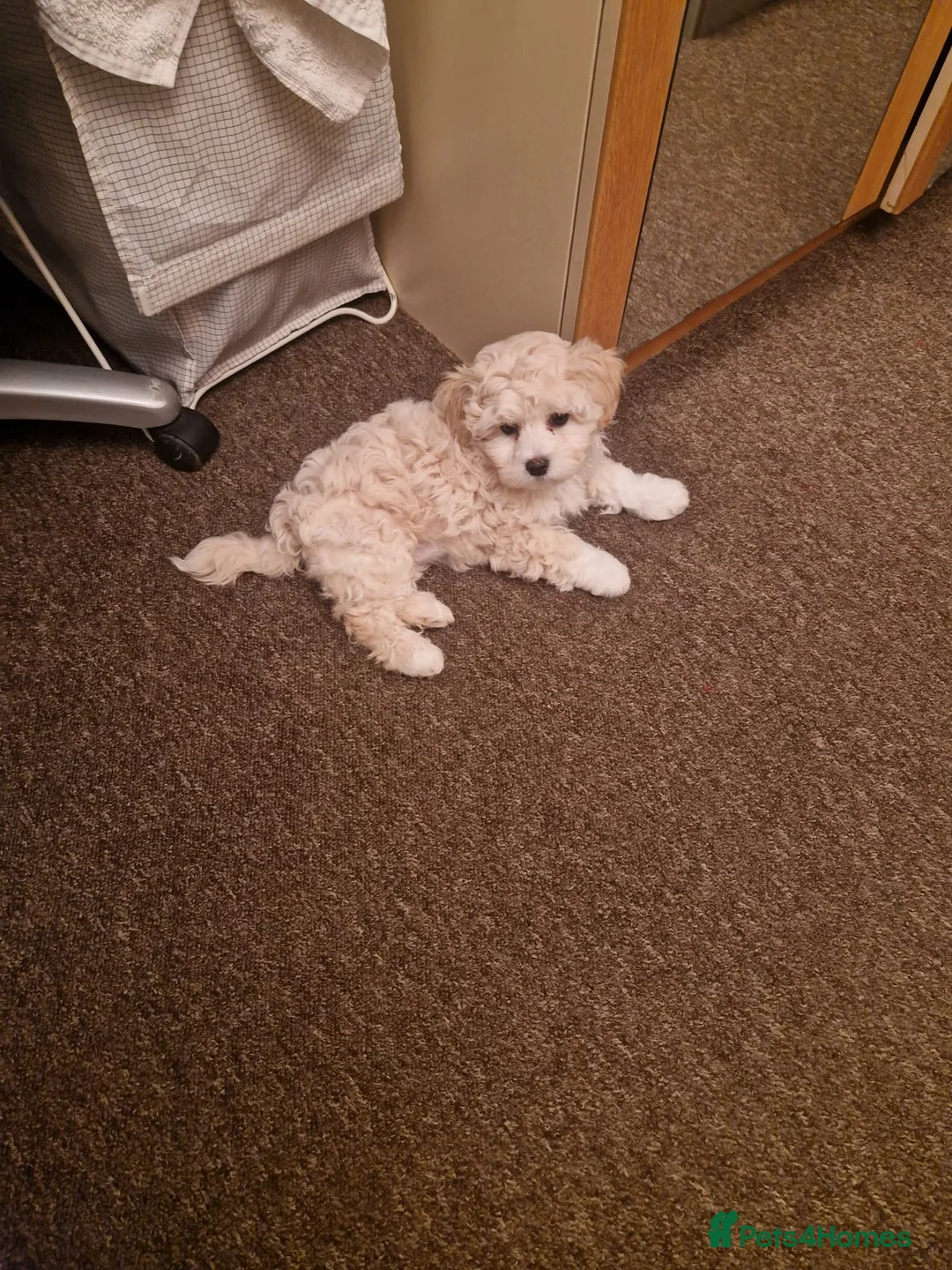 Havanese dogs for sale: Bichon Havanese Puppy in Wembley - Advert 2