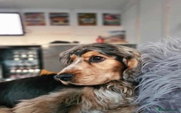 Cocker Spaniel dogs for sale: Show cockers - Image 12
