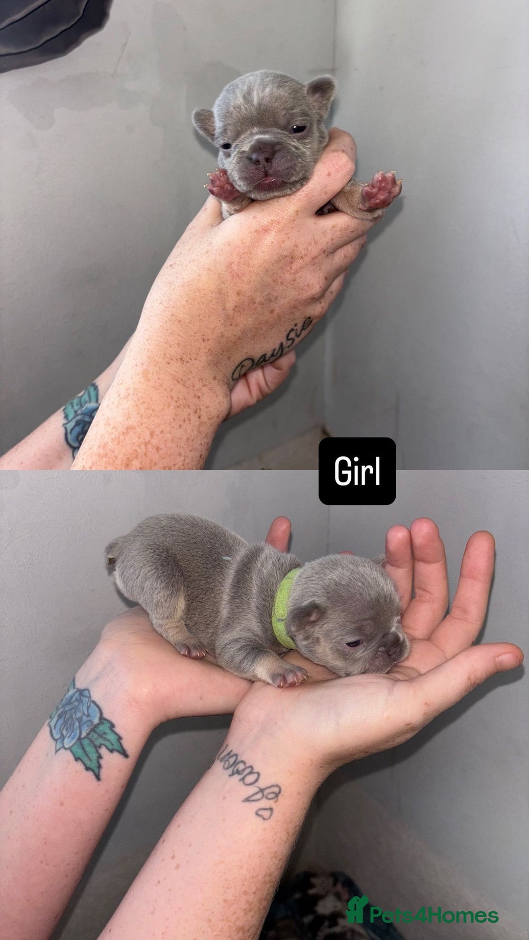 French Bulldog dogs for sale: Blue Lilac & Tan French bulldog Puppies  - Image 3