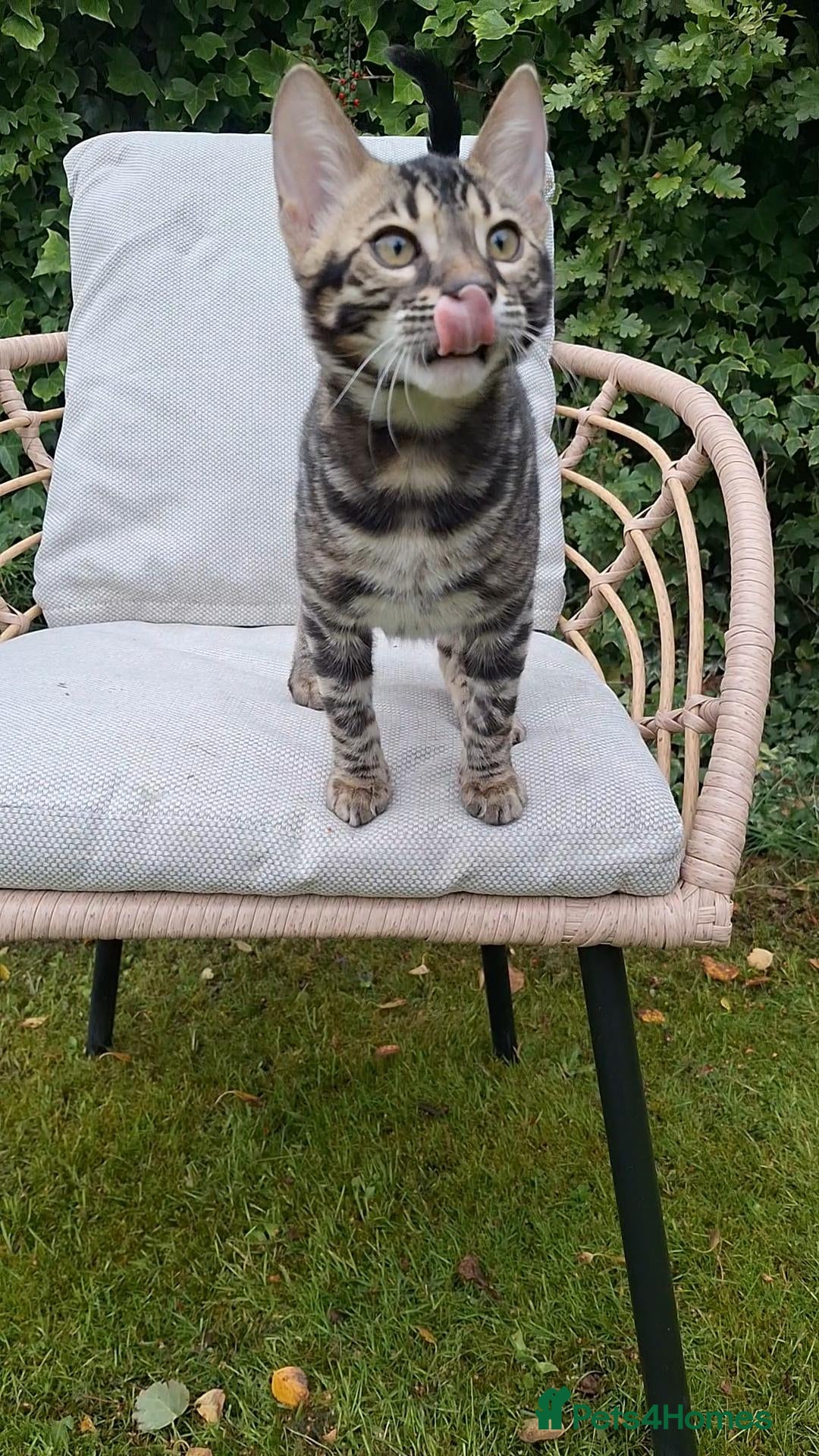 Bengal cats Elite TICA Bengal Boys- Neutered and Vaccinated - Advert 2