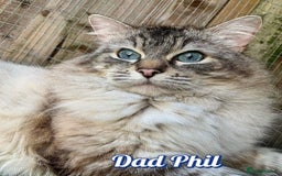 Ragdoll cats for sale: GCCF Registered Kittens - Image 11