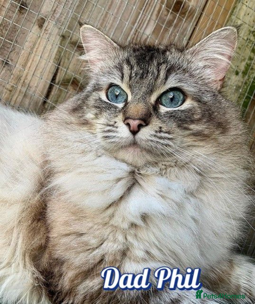 Ragdoll cats for sale: GCCF Registered Kittens - Image 11