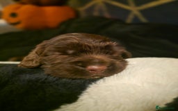 Cocker Spaniel dogs for sale: Cocker spaniel puppies - Image 18