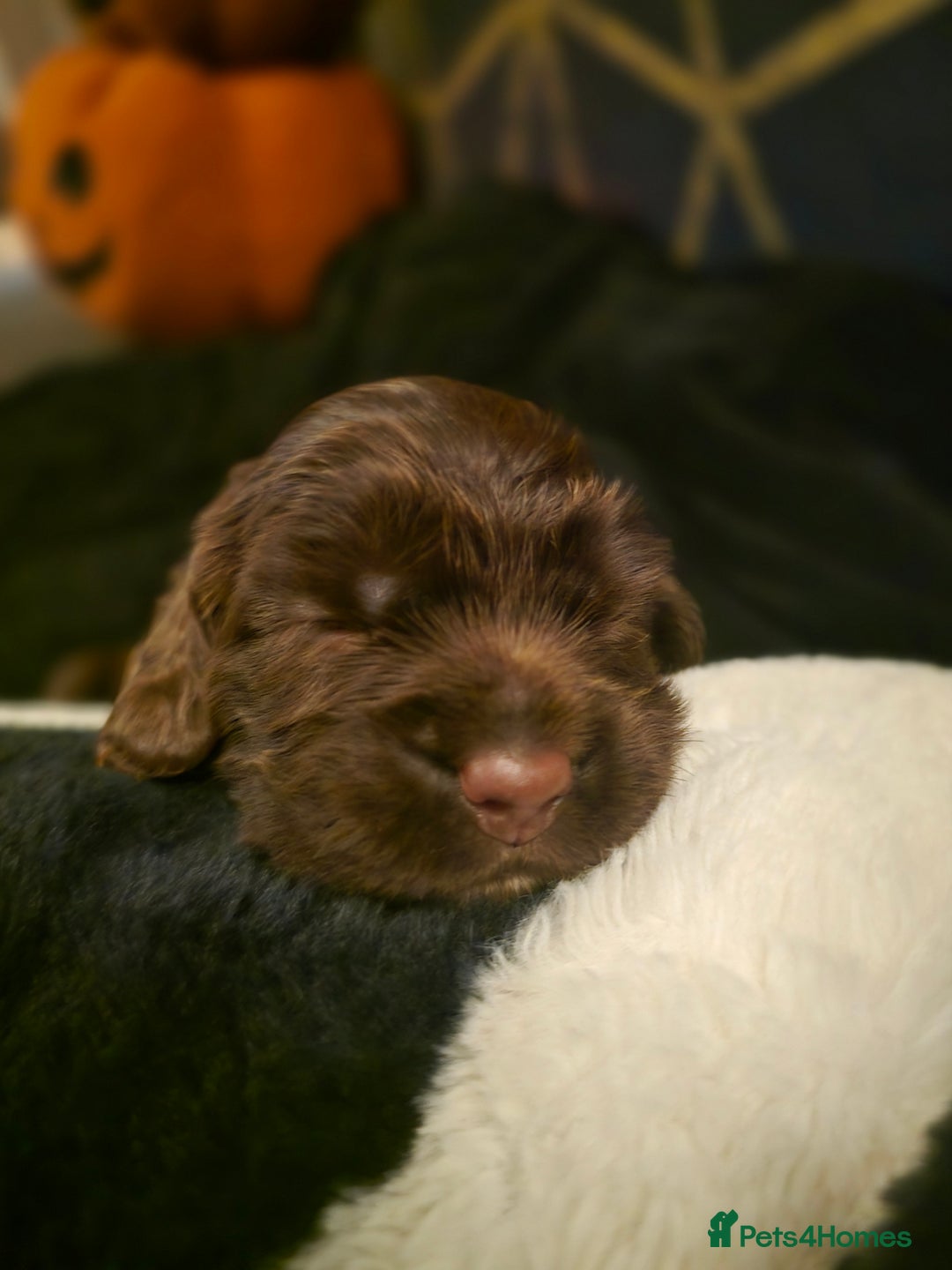 Cocker Spaniel dogs for sale: Cocker spaniel puppies - Image 18