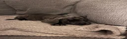 Cane Corso dogs for sale: 4 Pure Cane Corso Puppies Available Now  - Advert 3