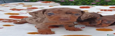 Miniature Dachshund 4